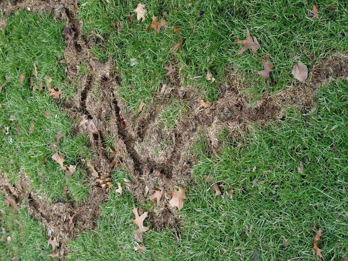 Underground tunnels in turf caused by vole damages