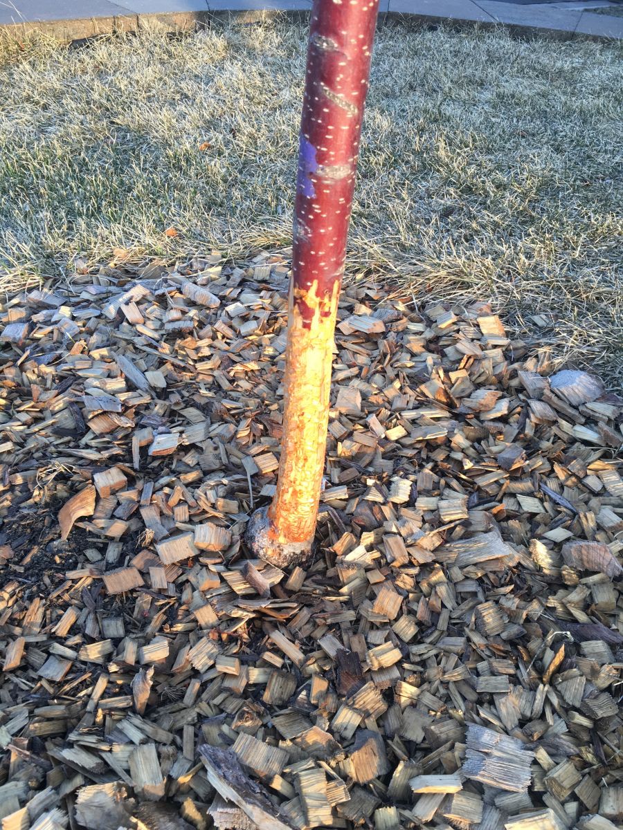 tree trunk has been damaged by vole